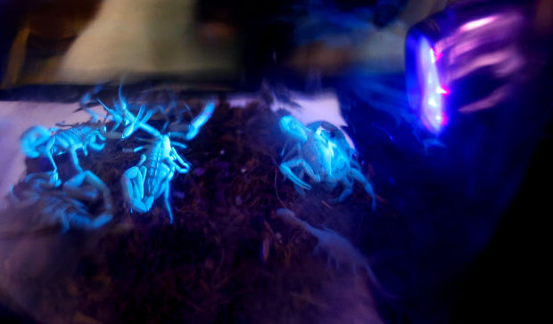 Tarantula Society